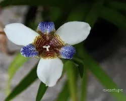 Neomarica gracilis