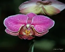 Phalaenopsis sp