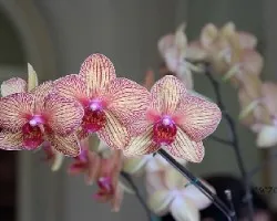 Phalaenopsis sp