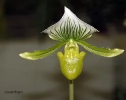 Paphiopedilum sp