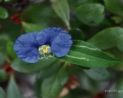 Trasdescantia