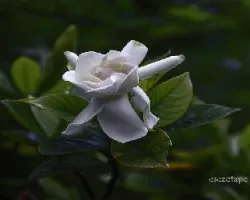 Gardenia jasminoides