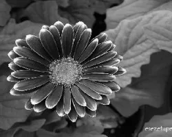 Gerbera b&n