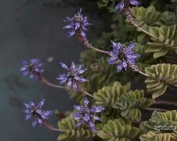 Plectranthus neochilus