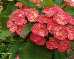 Euphorbia splendens