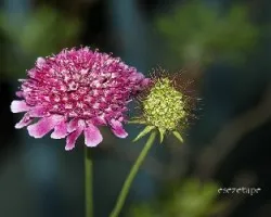Cephalaria gigantea