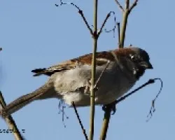 Passer domesticus