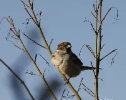 Passer domesticus