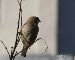 Passer domesticus