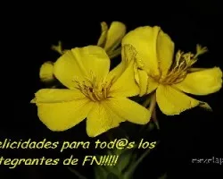 A Todos los Integrantes de FN!!!