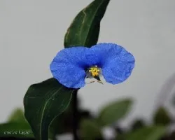 Trasdescantia sp