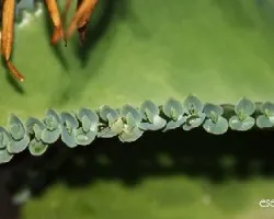 Kalanchoe daigremontiana