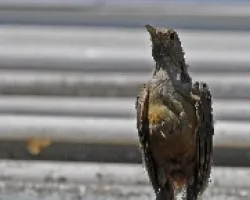 Turdus rufiventris