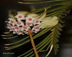 Hoya carnosa