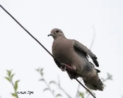 Palomas