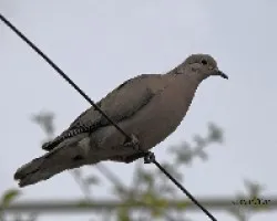 Palomas