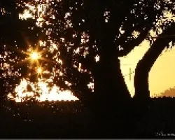ocaso atraves de un arbol