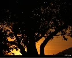 ocaso atraves de un arbol