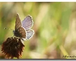 polilla azul