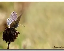 polilla azul