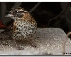 ave