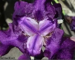flor violeta