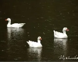 Bajo la lluvia