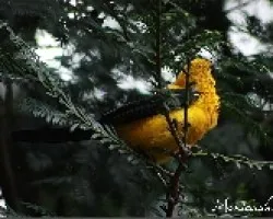 Icterus nigrogularis