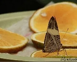 mariposario