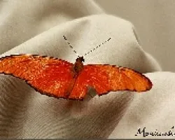 mariposario
