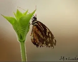 mariposario