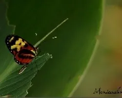 mariposario