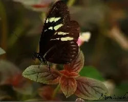 mariposario
