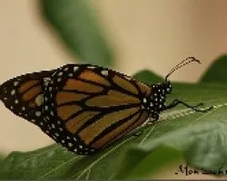 mariposario