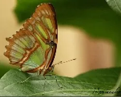 mariposario