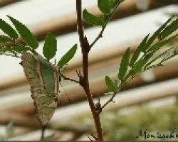 mariposario