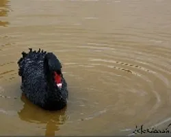 cisne negro (Cygnus atratus)