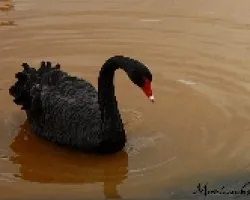 cisne negro (Cygnus atratus)