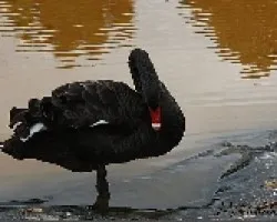 cisne negro (Cygnus atratus)