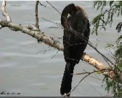 Anhinga aninga 2