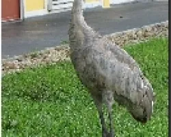 Grus canadensis