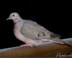 otro visitante de mi balcon