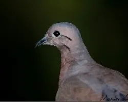 otro visitante de mi balcon