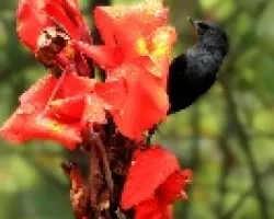Ave en flor