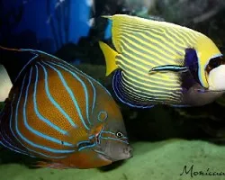 acuario Atlanta
