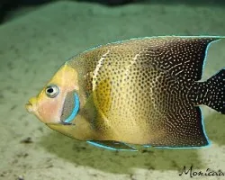 acuario Atlanta