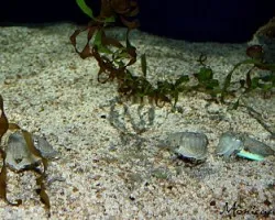acuario Atlanta