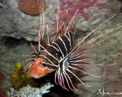 acuario Atlanta