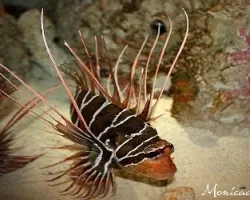 acuario Atlanta