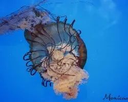 acuario Atlanta